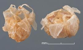   Fruits:   Cuscuta californica , with perianth still attached; Photo by D. Walters and C. Southwick, Table Grape Weed Disseminule ID
